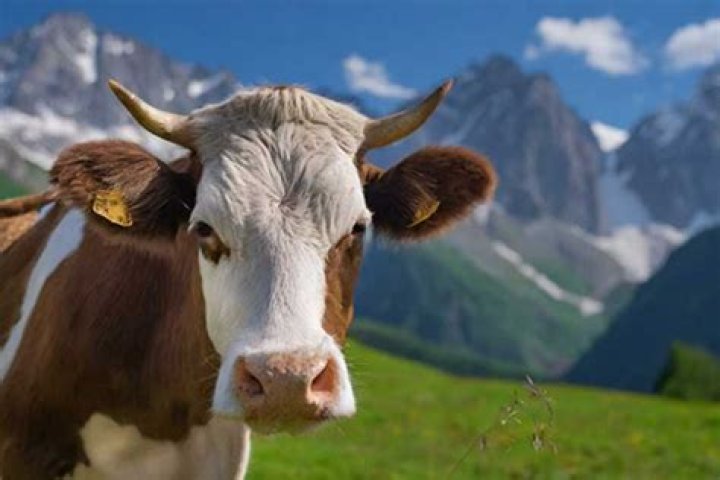 Why are cattle futures falling?