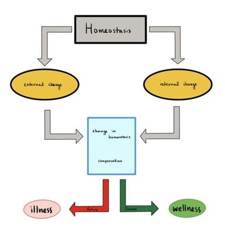 Why are feedback mechanisms important in maintaining homeostasis?