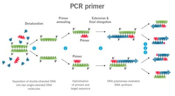 Why does DNA need to be primed?