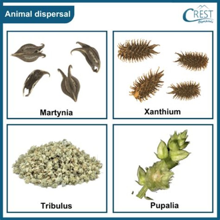 Why is animal seed dispersal important?