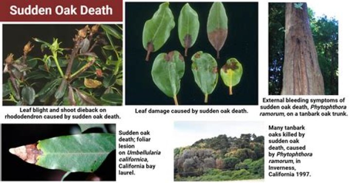 Why is Sudden Oak Death referred to as sudden?